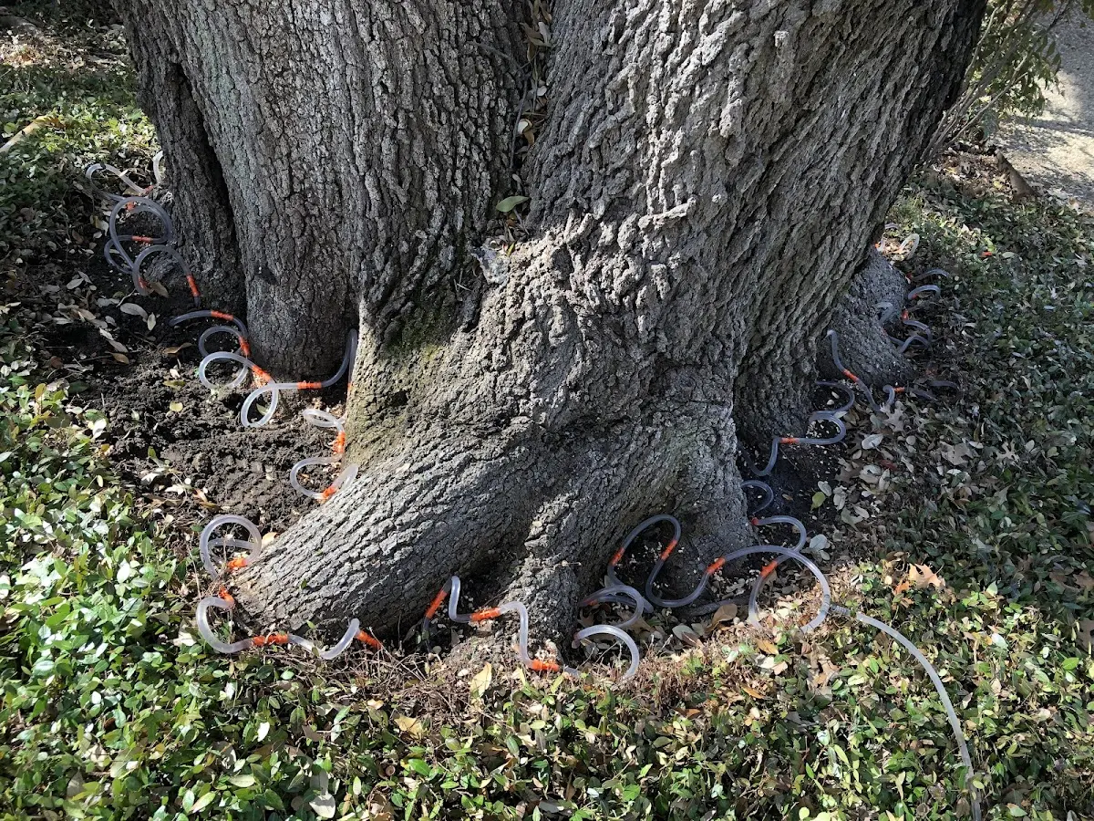 Detailed Tree Cabling and Bracing job site in Gales Creek